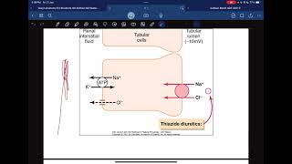 Renal physiology  reabsorption and secretion [upl. by Dorelia]