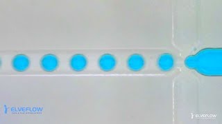 Microfluidics droplet generation with flow focusing [upl. by Coppock]