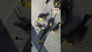 Pájaros mueren en el aire y caen abruptamente en México Shorts [upl. by Alek]