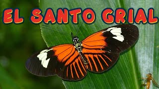 SE DESCUBRE EL SANTO GRIAL DE LA EVOLUCIÓN [upl. by Westleigh]