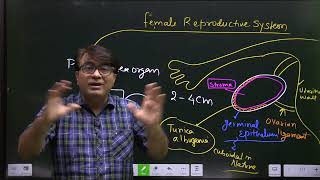 FEMALE REPRODUCTIVE SYSTEM  OVARIAN LIGAMENTS  TUNICA ALBUGINEA  NEET SPSIR PADDHAI CBSEEXAMS [upl. by Naoma349]