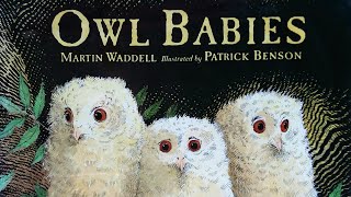 Owl Babies  Read Aloud Storybook  Owl Books Read Aloud [upl. by Grigson]