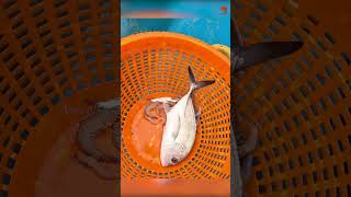 Back to Back Trevally Fish Caught Using Prawn Baits fishing fishingvideo fishingtime [upl. by Adiahs702]