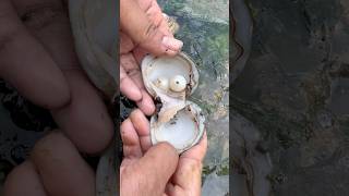 Unpredictable pearls in clam found clam pearl bushcraft [upl. by Ymeraj805]