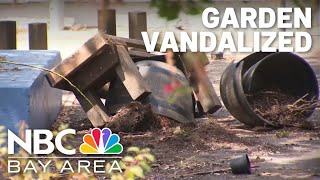 Oakland schools garden created by Curry foundation vandalized [upl. by Anaigroeg]