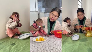 See this funny monkey Icy Is Eating Snack With Mommy cute monkey animals eating [upl. by Silyhp]