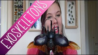 ENTOMOLOGIST EXPLAINS Exoskeleton Chitin and Sclerotin [upl. by Enneite]