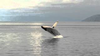 Cruising Alaska Breaching Whale on Icy Strait [upl. by Rosemaria257]