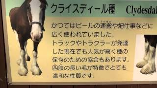 お馬さんの種類☆クライスディール種の説明 The type of horse that Clydesdale [upl. by Neddra967]