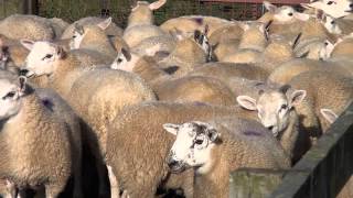 Texel Sheep Society Focus Farm  Hepburn Farms lamb marketing [upl. by Sul]