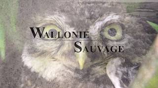 Wallonie Sauvage  Biodiversité [upl. by Adnauqahs449]