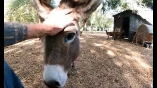 Visiting a Roadside Petting Farm ArBnB amp Camping florida explorer deland volusiacounty [upl. by Dnumyar201]