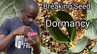 Conquer Capsicum Seeds Dormancy with This Proven Method DIY  viral [upl. by Dahcir]