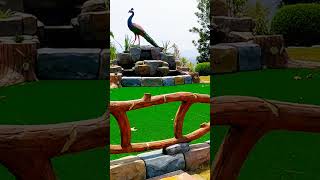 Peacock song lyrics sad love foryou music travel zoo beautiful of nice wow hindisong [upl. by Einnoj]