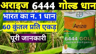 Arize 6444 gold dhan  arize 6444 gold धान अराइज 6444 गोल्ड धान bajrang beej bhandar [upl. by Akinej62]