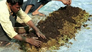 Preparing Vermicompost  केंचुवा खाद बनाने की विधि  Shashwat Yogic kheti [upl. by Pul]