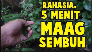 HERBAL UNTUK MAAG DAN ASAM LAMBUNG DENGAN MANFAAT DAUN BINAHONG KHASIAT TANAMAN BINAHONG GONDOLA [upl. by Mohn]