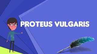 What is Proteus vulgaris Explain Proteus vulgaris Define Proteus vulgaris [upl. by Eimak]