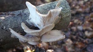 Faire pousser des champignons comestibles [upl. by Phelan331]