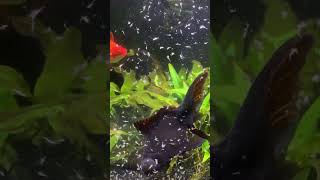 Fantail Goldfish Eating Brine Shrimp [upl. by Ethbun]