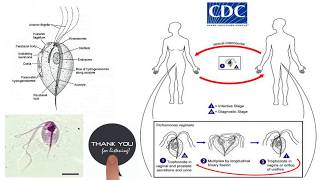 Giardia amp Trichomonas Intestinal amp Urogenital Flagellates [upl. by Htebharas]