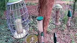 Bates Green Farm  Bird cam [upl. by Carboni]