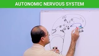 Autonomic Nervous System  Neuroanatomy 🧠 [upl. by Rosene]