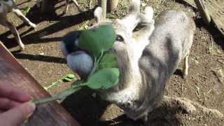 제주도 노루먹이주기 feeding Capreolus pygargus Jeju in Korea [upl. by Yelad]