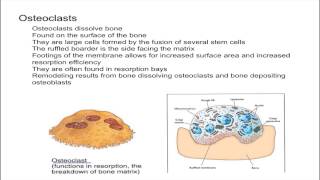 Osteoclasts [upl. by Amble]