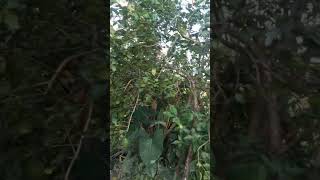 lemon treenature travel viralvideo agriculture agro Nikucasey [upl. by Vigor]