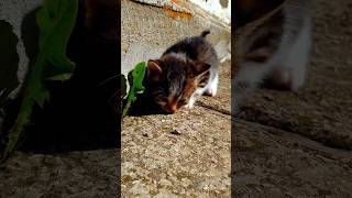 My little cat 🙂 catshorts cat cats [upl. by Farkas426]