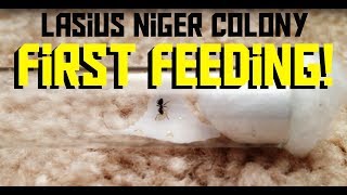 Lasius Niger Colony  First Feeding [upl. by Villiers573]