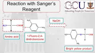 Biochemistry Lecture10  Identification of amino acidsSangers ReagentNinhydrin test [upl. by Sirehc743]