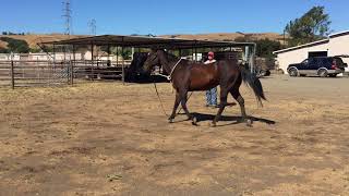 Dr Douglas Novick DVM  Determining Front Limb Lameness [upl. by Alfred362]