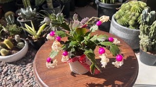 RIPE THANKSGIVING CACTUS FRUIT WOW SO MANY SEEDS SCHLUMBERGERA TRUNCATA plants [upl. by Solracsiul]