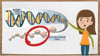 Organizacion del ADN y Cromosomas [upl. by Ratib239]