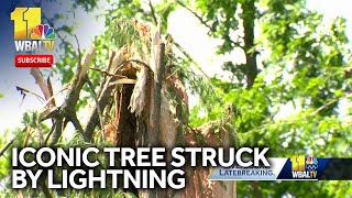 Iconic tree struck by lightning explodes in Baltimore [upl. by Alarick998]