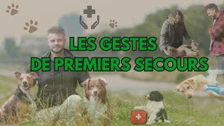 Gestes de Premiers Secours pour Votre Chien [upl. by Oleg]