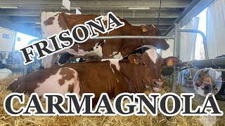 Razza Frisona 559fiera Primaverile Carmagnola TO [upl. by Stanwin]