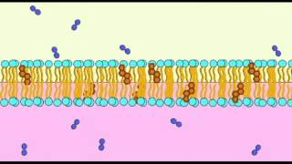 AP1 CELL MEMBRANE NONPOLAR MOLECULES [upl. by Ohs310]