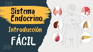 ✅ SISTEMA ENDÓCRINO  Explicado FÁCIL  Glándulas y hormonas [upl. by Ijat]