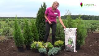 Handige tips en info voor het planten van coniferen [upl. by Born]