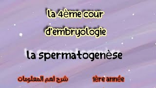 le spermatogenèse 🌸 شرح اهم المعلومات و بالعربية  1ère année médecine 🩺 [upl. by Peti847]