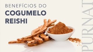 Benefícios do cogumelo REISHI [upl. by Aramoy]