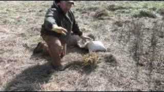 coyote trapping grass flat set [upl. by Stanwin]