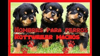 Mas de 20 Nombres para perros Rottweiler machos 🐶 NOMBRES para PERROS rottweiler 👍 [upl. by Brenn]