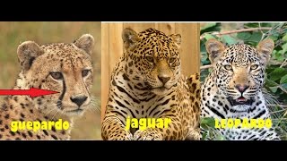 Diferencias entre el jaguar el Leopardo y Guepardo [upl. by Aynas]