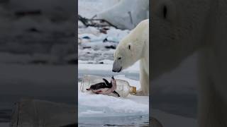 Polar bears brave rescue of injured penguin trapped in plastic bottle touches hearts [upl. by Marni]