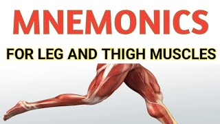 Mnemonics For Leg and Thigh Muscles  Lower leg anatomy [upl. by Droc]