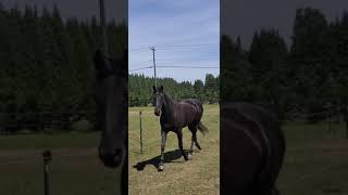 Horse Trotting On The Track [upl. by Llenral35]